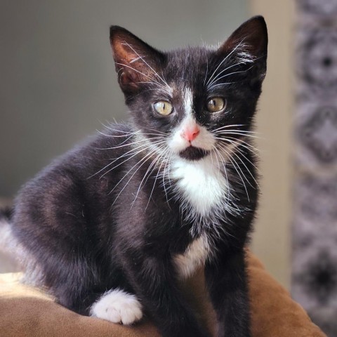 Cayenne, an adoptable Domestic Short Hair in Meridian, ID, 83680 | Photo Image 1