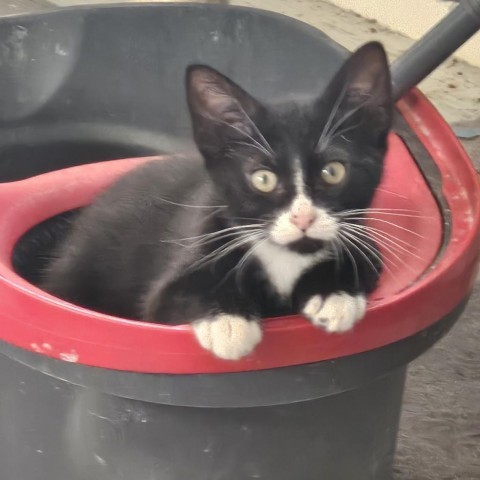 Cayenne, an adoptable Domestic Short Hair in Meridian, ID, 83680 | Photo Image 2