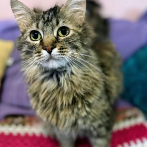 Feather, an adoptable Domestic Long Hair in Meridian, ID, 83680 | Photo Image 1