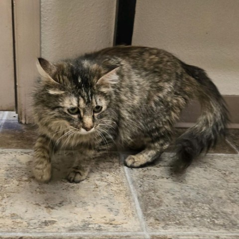 Feather, an adoptable Domestic Long Hair in Meridian, ID, 83680 | Photo Image 2