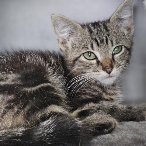 Popsicle, an adoptable Domestic Short Hair in Meridian, ID, 83680 | Photo Image 1