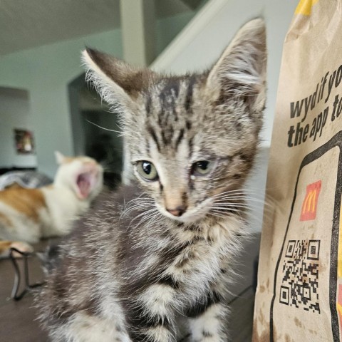 Popsicle, an adoptable Domestic Short Hair in Meridian, ID, 83680 | Photo Image 2