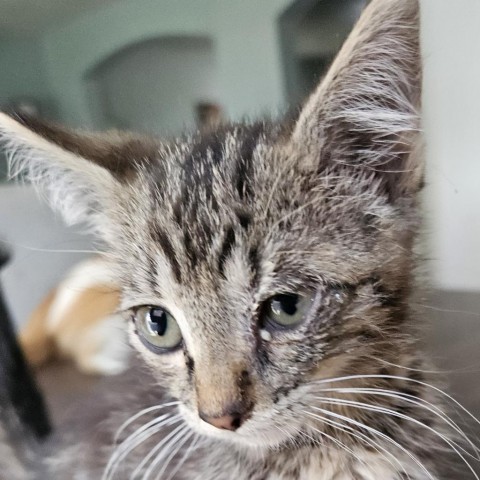 Popsicle, an adoptable Domestic Short Hair in Meridian, ID, 83680 | Photo Image 3