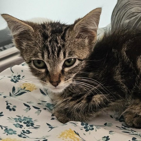 Popsicle, an adoptable Domestic Short Hair in Meridian, ID, 83680 | Photo Image 4