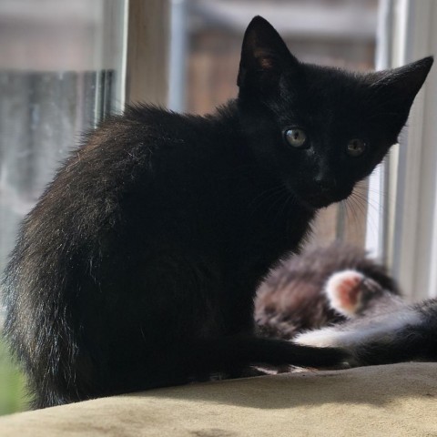 Chili, an adoptable Domestic Short Hair in Meridian, ID, 83680 | Photo Image 1