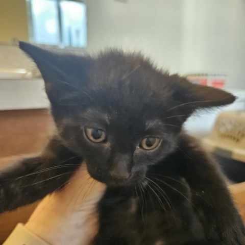 Chili, an adoptable Domestic Short Hair in Meridian, ID, 83680 | Photo Image 2