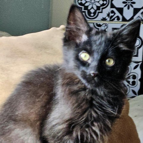 Jalapeno, an adoptable Domestic Long Hair in Meridian, ID, 83680 | Photo Image 1