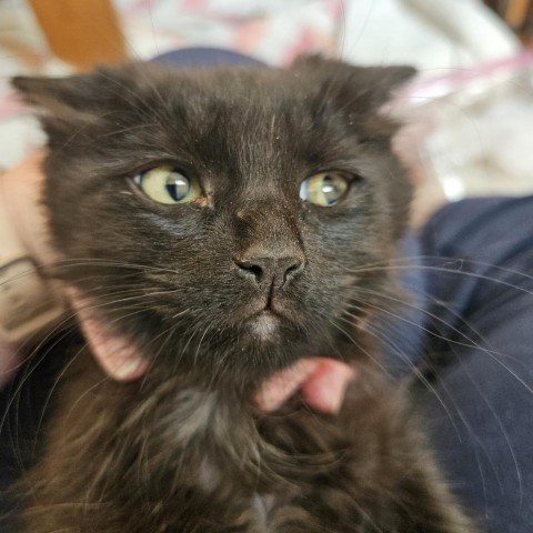 Jalapeno, an adoptable Domestic Long Hair in Meridian, ID, 83680 | Photo Image 3