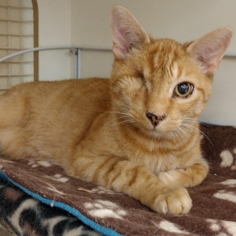 Squint, an adoptable Domestic Short Hair in Meridian, ID, 83680 | Photo Image 1