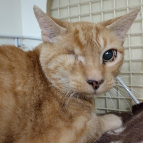 Squint, an adoptable Domestic Short Hair in Meridian, ID, 83680 | Photo Image 2