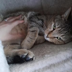 Nathan, Adult Male Domestic Short Hair
