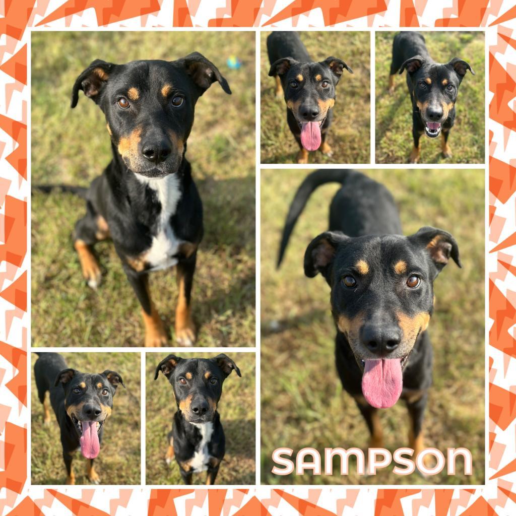 Sampson