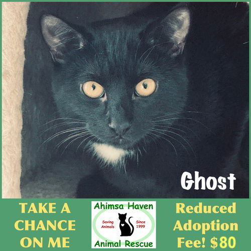 Ghost, an adoptable Domestic Short Hair in Winchendon, MA, 01475 | Photo Image 1
