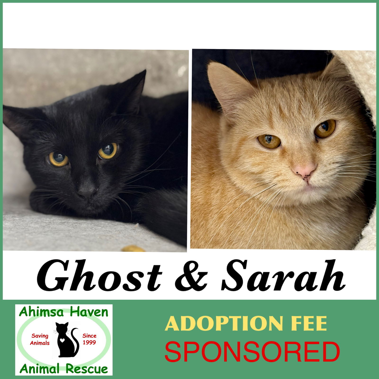Ghost & Sarah, an adoptable Domestic Short Hair in Winchendon, MA, 01475 | Photo Image 1