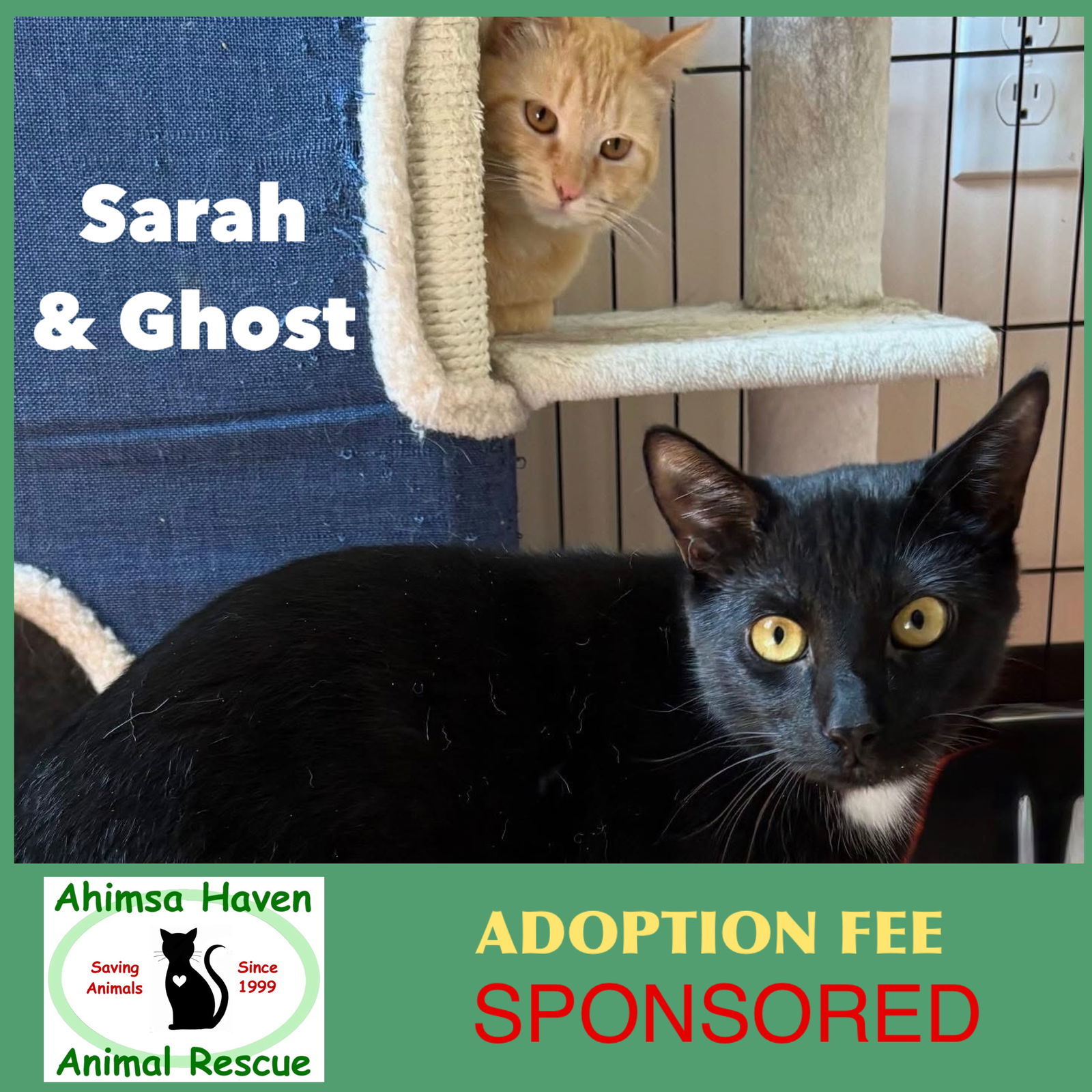 Ghost & Sarah, an adoptable Domestic Short Hair in Winchendon, MA, 01475 | Photo Image 1