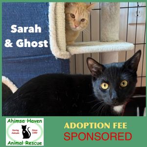 Ghost &amp; Sarah