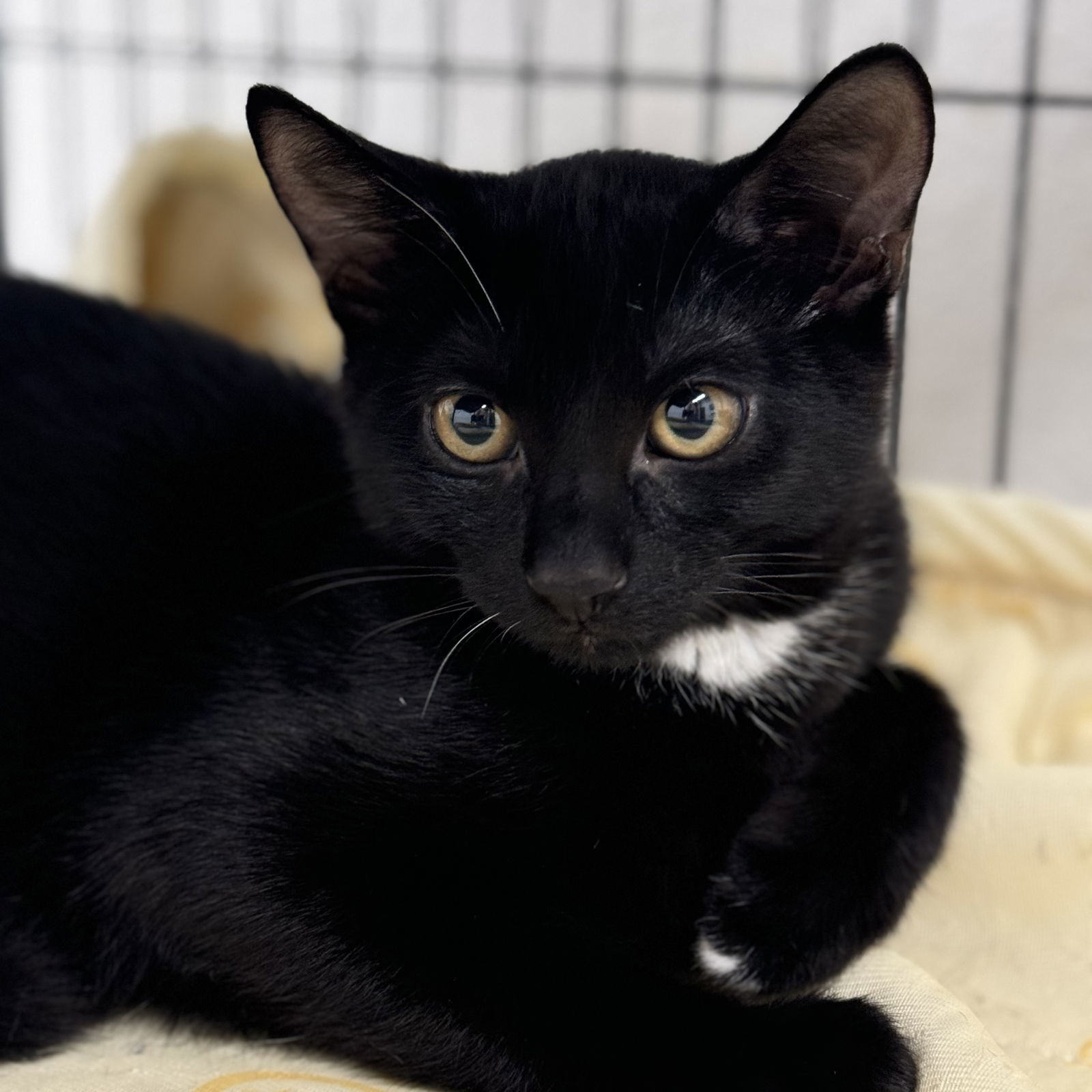 Ghost & Sarah, an adoptable Domestic Short Hair in Winchendon, MA, 01475 | Photo Image 2