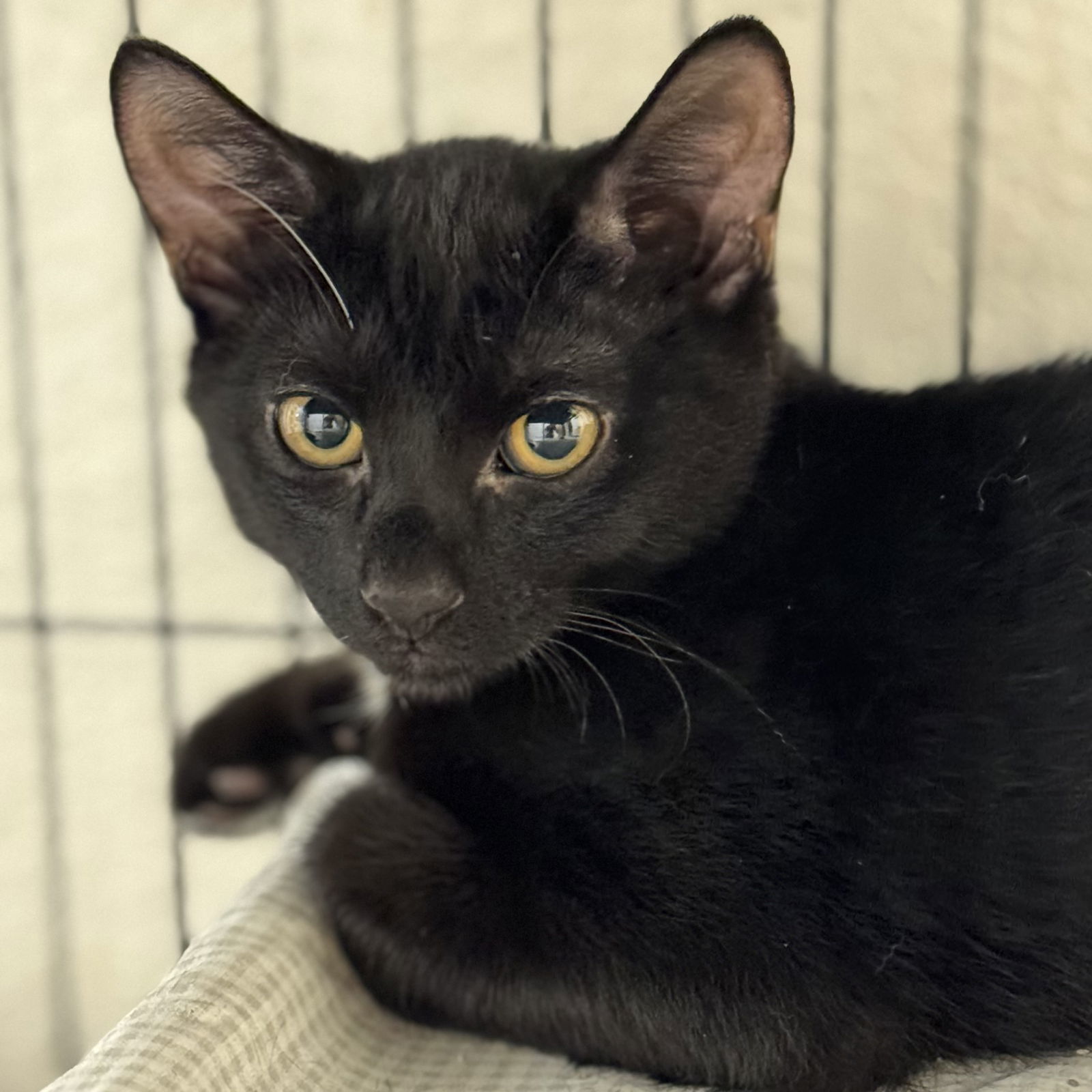 Ghost, an adoptable Domestic Short Hair in Winchendon, MA, 01475 | Photo Image 3