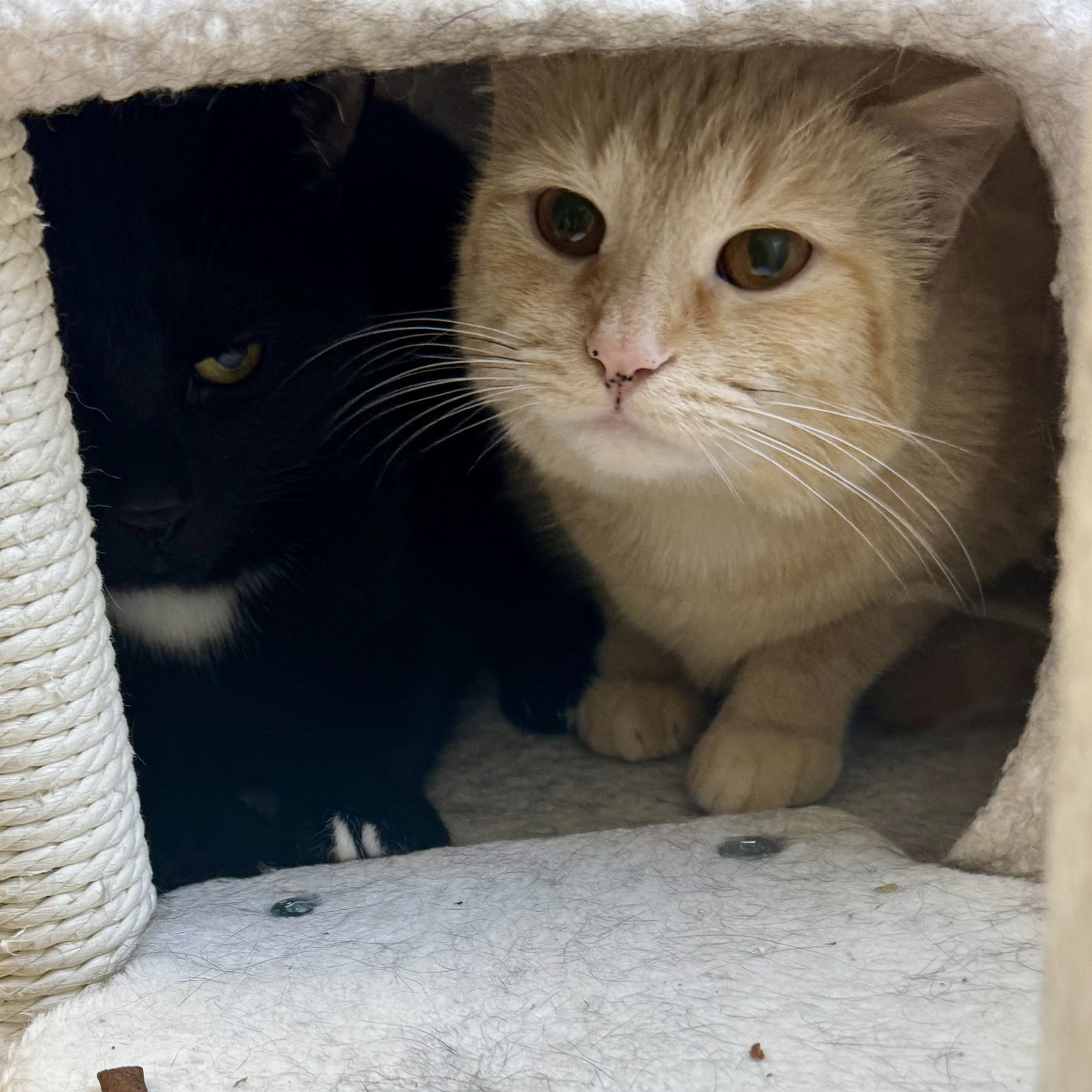 Ghost & Sarah, an adoptable Domestic Short Hair in Winchendon, MA, 01475 | Photo Image 3