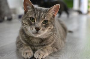 Charlotte, Adult Female unknown