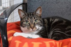Jazz, Adult Female unknown