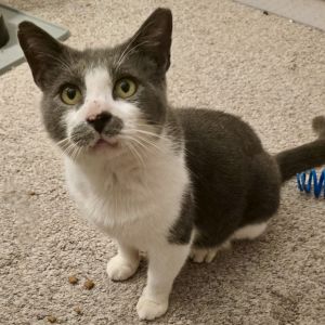 Oregon Tuxedo Cat