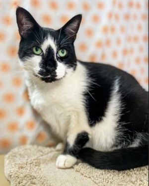 Sylvester, Adult Male unknown