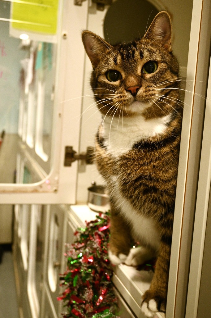 A3 Pickles, an adoptable Domestic Short Hair in Ashland, WI, 54806 | Photo Image 1