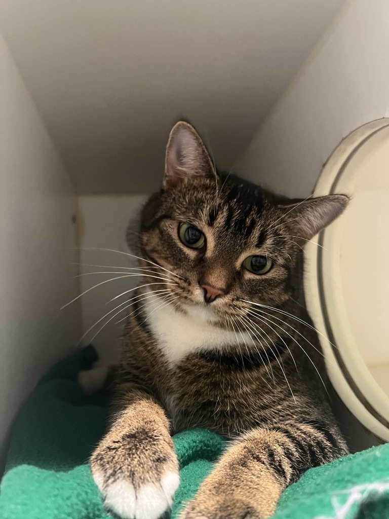A3 Pickles, an adoptable Domestic Short Hair in Ashland, WI, 54806 | Photo Image 4