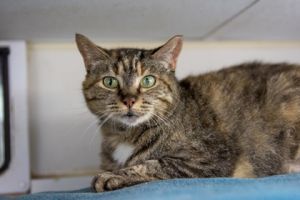 Emperatriz, Adult Female Domestic Short Hair