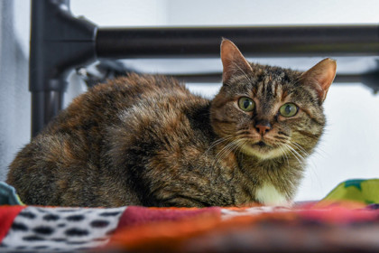Emperatriz