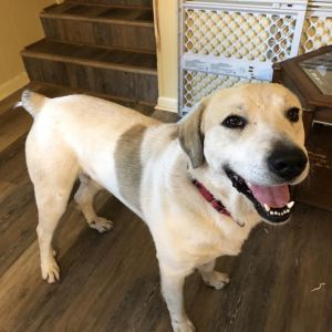 Horace, Adult Male Anatolian Shepherd
