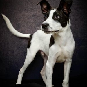 Boston was left at the Shelter as a young puppy and contracted Parvo and was on the euthanasia list