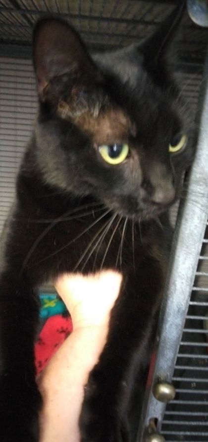 Spooky, an adoptable Domestic Short Hair in Pendleton, OR, 97801 | Photo Image 1