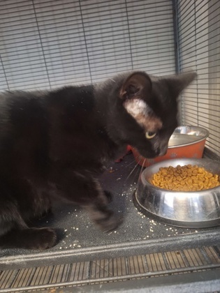 Spooky, an adoptable Domestic Short Hair in Pendleton, OR, 97801 | Photo Image 2