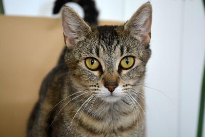 Bell, an adoptable Domestic Short Hair in Pendleton, OR, 97801 | Photo Image 1