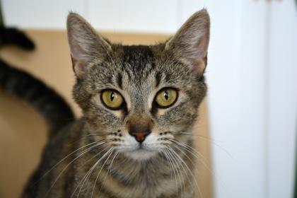 Bell, an adoptable Domestic Short Hair in Pendleton, OR, 97801 | Photo Image 2