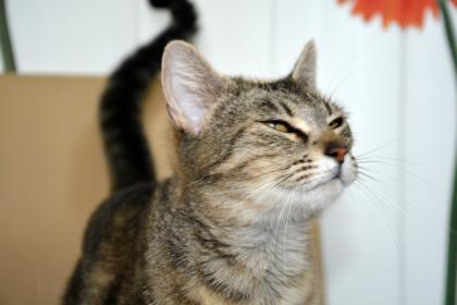 Bell, an adoptable Domestic Short Hair in Pendleton, OR, 97801 | Photo Image 3