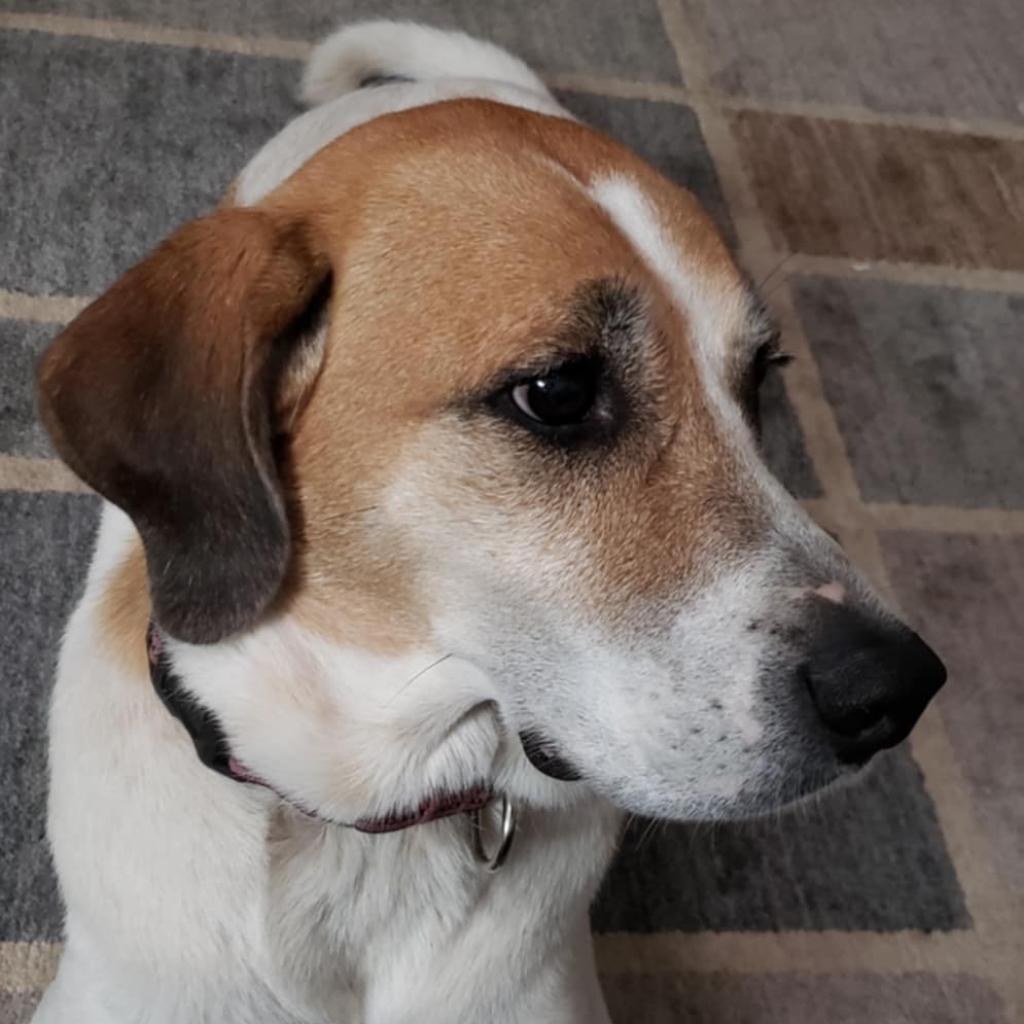 Josie, an adoptable Foxhound in Greenfield, IN, 46140 | Photo Image 1