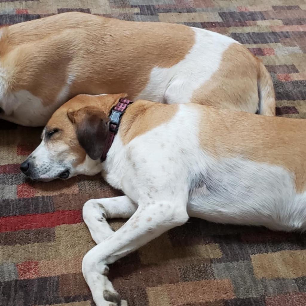 Josie, an adoptable Foxhound in Greenfield, IN, 46140 | Photo Image 2