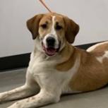 Josie, an adoptable Foxhound in Greenfield, IN, 46140 | Photo Image 3