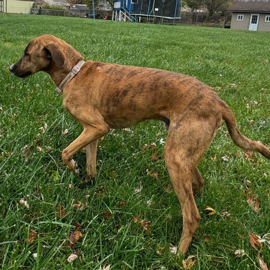 Wheeler, an adoptable Whippet in Greenfield, IN, 46140 | Photo Image 1