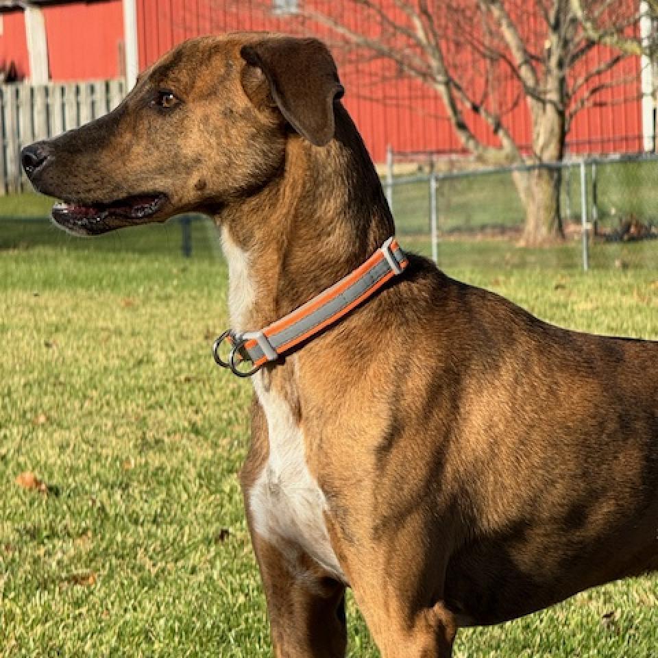 Wheeler, an adoptable Whippet in Greenfield, IN, 46140 | Photo Image 2