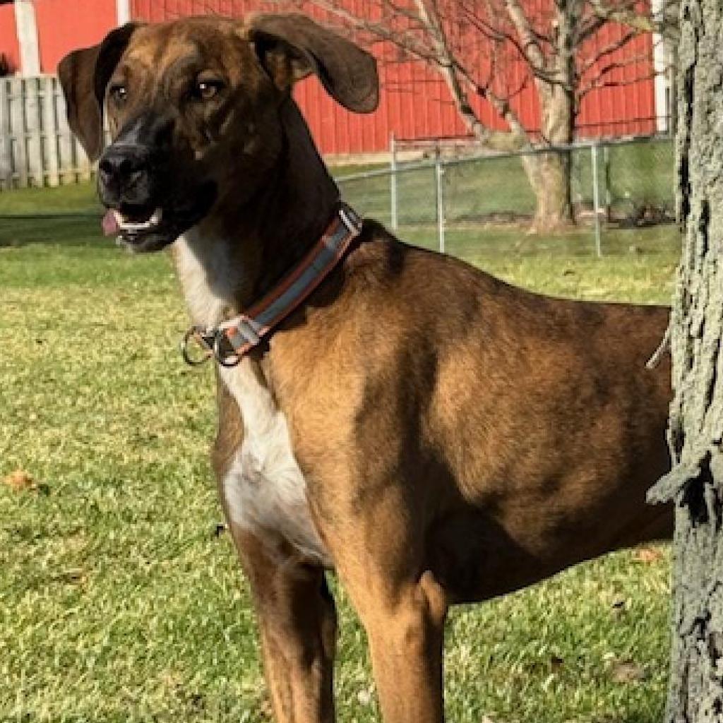 Wheeler, an adoptable Whippet in Greenfield, IN, 46140 | Photo Image 3