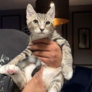 Sonny Domestic Short Hair Cat