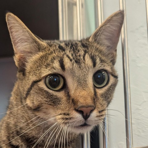 Blu, an adoptable Domestic Short Hair in Show Low, AZ, 85901 | Photo Image 1