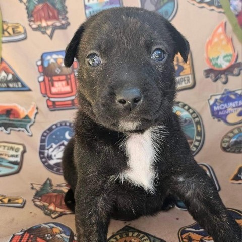 Radar, an adoptable Labrador Retriever, Mixed Breed in Show Low, AZ, 85901 | Photo Image 1