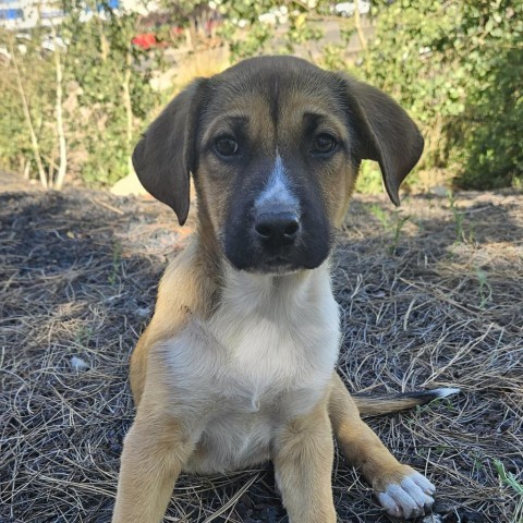 Zeus, an adoptable Labrador Retriever, Mixed Breed in Show Low, AZ, 85901 | Photo Image 1