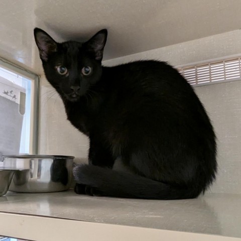 Neo, an adoptable Domestic Short Hair in Show Low, AZ, 85901 | Photo Image 1