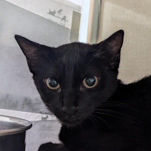 Neo, an adoptable Domestic Short Hair in Show Low, AZ, 85901 | Photo Image 2